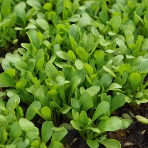Dutch Corn Salad Seeds - Heirloom Mâche, Cold-Hardy Green, 200 Seeds - Image 3