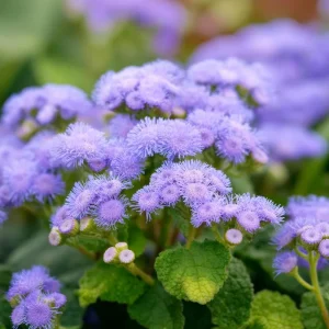 Dwarf Blue Mink Ageratum Seeds – 120 Count, Fluffy Blue Blooms, Pollinator Friendly - Image 2