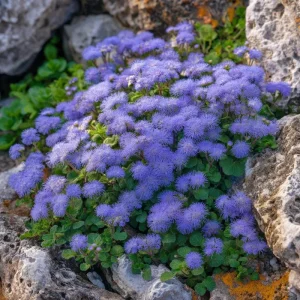 Dwarf Blue Mink Ageratum Seeds – 120 Count, Fluffy Blue Blooms, Pollinator Friendly - Image 3