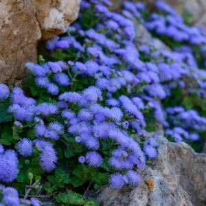 Dwarf Blue Mink Ageratum Seeds – 120 Count, Fluffy Blue Blooms, Pollinator Friendly - Image 4