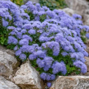 Dwarf Blue Mink Ageratum Seeds – 120 Count, Fluffy Blue Blooms, Pollinator Friendly - Image 5