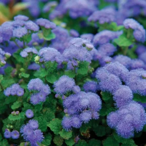 Dwarf Blue Mink Ageratum Seeds – 120 Count, Fluffy Blue Blooms, Pollinator Friendly - Image 6