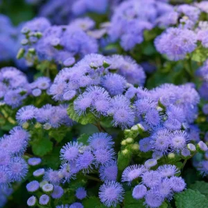 Dwarf Blue Mink Ageratum Seeds – 120 Count, Fluffy Blue Blooms, Pollinator Friendly - Image 1