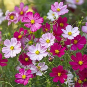 Dwarf Cosmos Seeds - Fairy Kiss Blend - 25 Seeds - Rose, White, Pink, Magenta Flowers - Image 2