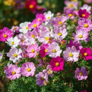 Dwarf Cosmos Seeds - Fairy Kiss Blend - 25 Seeds - Rose, White, Pink, Magenta Flowers - Image 3