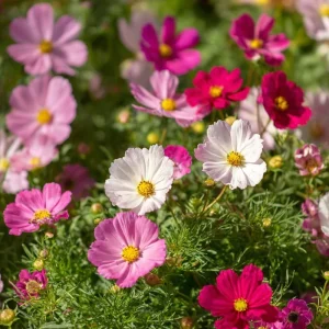 Dwarf Cosmos Seeds - Fairy Kiss Blend - 25 Seeds - Rose, White, Pink, Magenta Flowers - Image 4