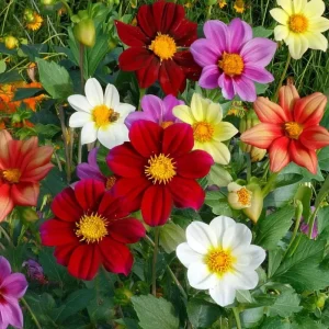 Dwarf Dahlia Seeds - 50 Count for Compact, Colorful Blooms - Annual Flower Seeds - Image 2