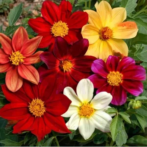 Dwarf Dahlia Seeds - 50 Count for Compact, Colorful Blooms - Annual Flower Seeds - Image 3
