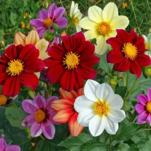 Dwarf Dahlia Seeds - 50 Count for Compact, Colorful Blooms - Annual Flower Seeds - Image 4