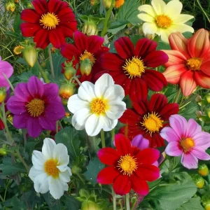 Dwarf Dahlia Seeds - 50 Count for Compact, Colorful Blooms - Annual Flower Seeds - Image 1