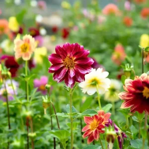 Dwarf Dahlia Seeds - 50 Count for Compact, Colorful Blooms - Annual Flower Seeds - Image 5