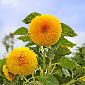Dwarf Gold Sunflower Seeds - Helianthus annuus - 30 Seeds - Compact Golden Blooms for Gardens & Containers - Image 2