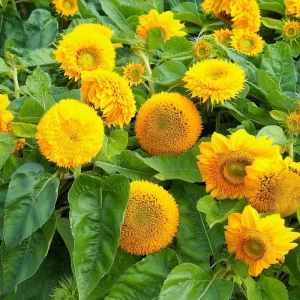 Dwarf Gold Sunflower Seeds - Helianthus annuus - 30 Seeds - Compact Golden Blooms for Gardens & Containers - Image 3