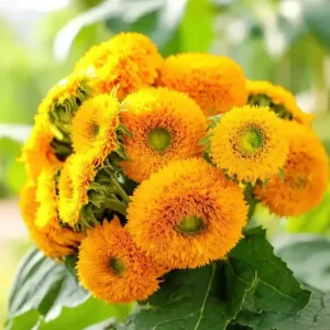 Dwarf Gold Sunflower Seeds - Helianthus annuus - 30 Seeds - Compact Golden Blooms for Gardens & Containers - Image 1