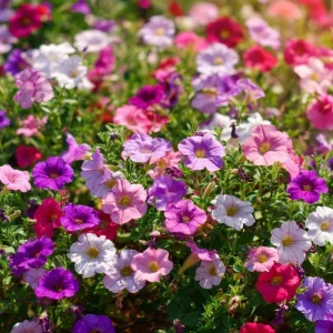 Dwarf Petunia Seed Mix - Petunia nana compacta Seeds - 250 Count - Colorful Blooms - Image 2