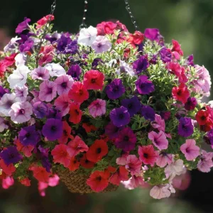 Dwarf Petunia Seed Mix - Petunia nana compacta Seeds - 250 Count - Colorful Blooms - Image 3