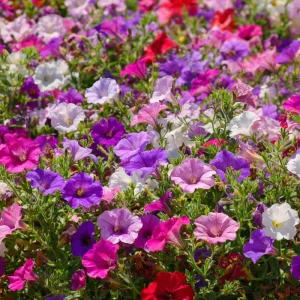 Dwarf Petunia Seed Mix - Petunia nana compacta Seeds - 250 Count - Colorful Blooms - Image 4