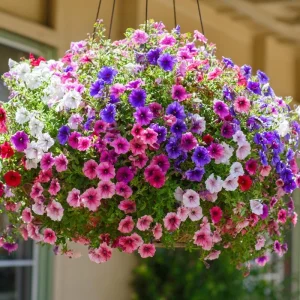 Dwarf Petunia Seed Mix - Petunia nana compacta Seeds - 250 Count - Colorful Blooms - Image 1