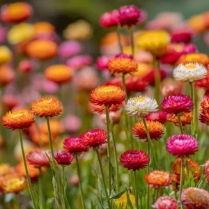 Dwarf Strawflower Seeds Mix - 300 Helichrysum bracteatum Seeds - Bright Everlasting Blooms for Gardens - Image 3