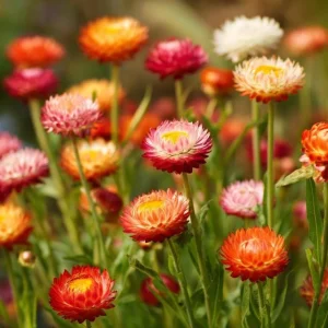 Dwarf Strawflower Seeds Mix - 300 Helichrysum bracteatum Seeds - Bright Everlasting Blooms for Gardens - Image 4