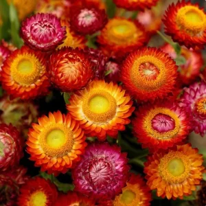 Dwarf Strawflower Seeds Mix - 300 Helichrysum bracteatum Seeds - Bright Everlasting Blooms for Gardens - Image 5