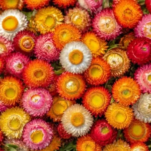 Dwarf Strawflower Seeds Mix - 300 Helichrysum bracteatum Seeds - Bright Everlasting Blooms for Gardens - Image 1