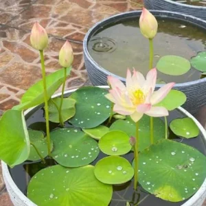 Edible Lotus Seeds Mix – 5 Aquatic Plant Seeds for Ponds & Gardens - Image 2