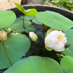 Edible Lotus Seeds Mix – 5 Aquatic Plant Seeds for Ponds & Gardens - Image 3
