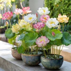 Edible Lotus Seeds Mix – 5 Aquatic Plant Seeds for Ponds & Gardens - Image 4