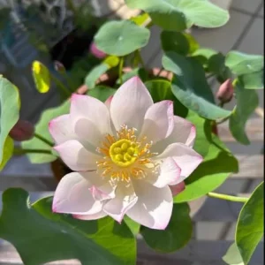 Edible Lotus Seeds Mix – 5 Aquatic Plant Seeds for Ponds & Gardens - Image 5