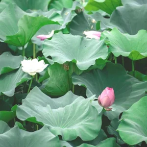Edible Lotus Seeds Mix – 5 Aquatic Plant Seeds for Ponds & Gardens - Image 7
