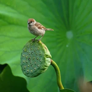 Edible Lotus Seeds Mix – 5 Aquatic Plant Seeds for Ponds & Gardens - Image 8