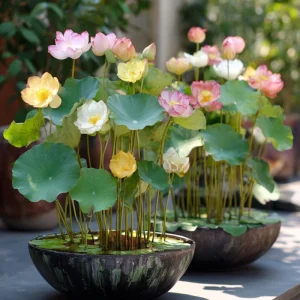 Edible Lotus Seeds Mix – 5 Aquatic Plant Seeds for Ponds & Gardens - Image 9