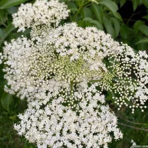 Elderberry Live Plant – 4 to 6 Inch Tall Shrub – Outdoor Edible Berries - Image 2