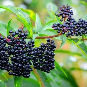 Elderberry Live Plant – 4 to 6 Inch Tall Shrub – Outdoor Edible Berries - Image 3