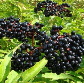 Elderberry Live Plant – 4 to 6 Inch Tall Shrub – Outdoor Edible Berries - Image 1