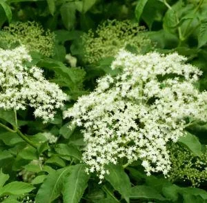 Elderberry Live Plant – 4 to 6 Inch Tall Shrub – Outdoor Edible Berries - Image 4