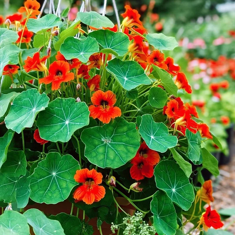 Empress of India Nasturtium Seeds - 25 Deep Red Edible Flowers, Annual - Image 2