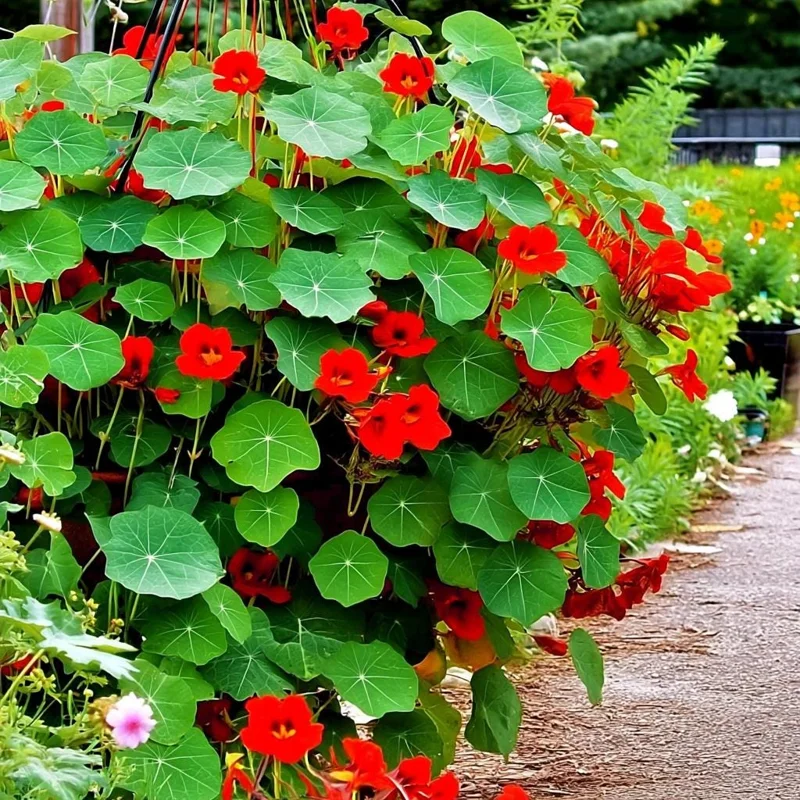 Empress of India Nasturtium Seeds - 25 Deep Red Edible Flowers, Annual - Image 3
