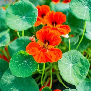 Empress of India Nasturtium Seeds - 25 Deep Red Edible Flowers, Annual - Image 1