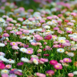 English Daisy Seeds Mix - Bellis perennis - 300 Seeds - Perennial Blooms - Pollinator Friendly - Image 2