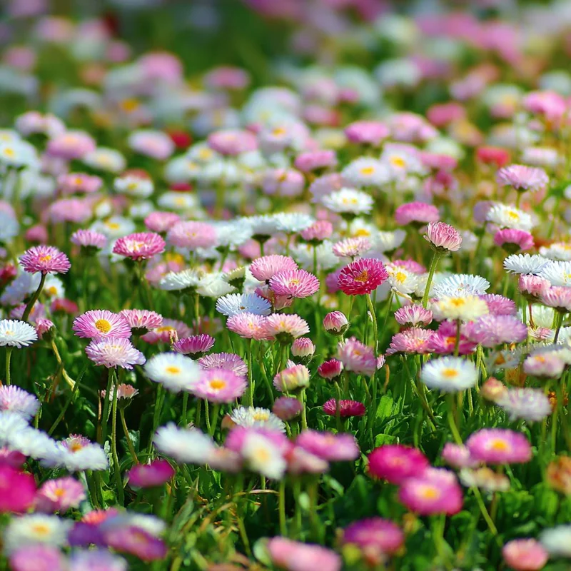 English Daisy Seeds Mix - Bellis perennis - 300 Seeds - Perennial Blooms - Pollinator Friendly - Image 2