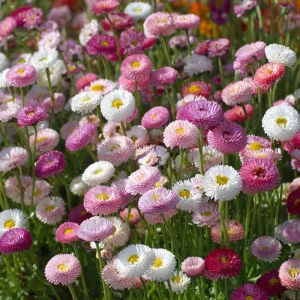 English Daisy Seeds Mix - Bellis perennis - 300 Seeds - Perennial Blooms - Pollinator Friendly - Image 3