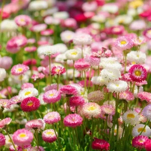 English Daisy Seeds Mix - Bellis perennis - 300 Seeds - Perennial Blooms - Pollinator Friendly - Image 4