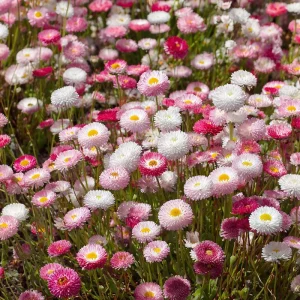 English Daisy Seeds Mix - Bellis perennis - 300 Seeds - Perennial Blooms - Pollinator Friendly - Image 1