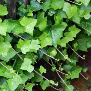 English Ivy Live Plant 2-Pack, Hardy Green Ivy, 4 Inch Pot, Indoor/Outdoor Climbing Plant - Image 2