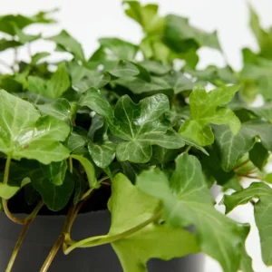 English Ivy Live Plant 2-Pack, Hardy Green Ivy, 4 Inch Pot, Indoor/Outdoor Climbing Plant - Image 3