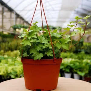 English Ivy Live Plant 2-Pack, Hardy Green Ivy, 4 Inch Pot, Indoor/Outdoor Climbing Plant - Image 4