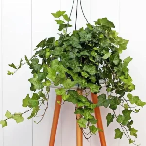English Ivy Live Plant 2-Pack, Hardy Green Ivy, 4 Inch Pot, Indoor/Outdoor Climbing Plant - Image 5