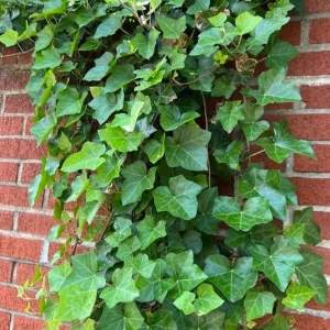 English Ivy Live Plant 2-Pack, Hardy Green Ivy, 4 Inch Pot, Indoor/Outdoor Climbing Plant - Image 6